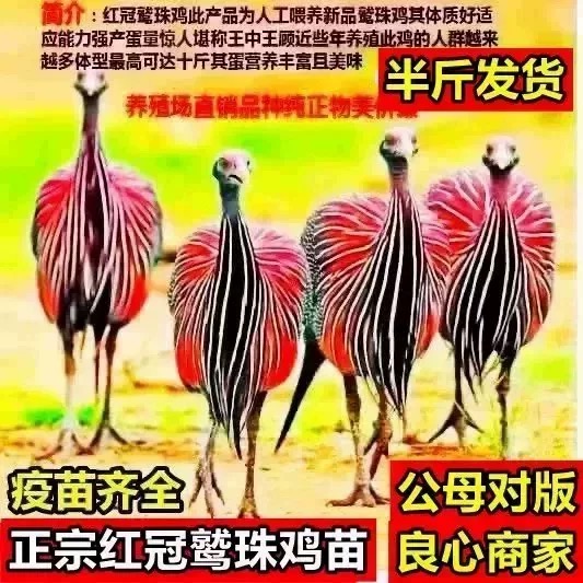 正宗半斤红冠鹫珠鸡稀有品种鸡珍珠鸡好养包邮健康下绿壳蛋鹫珠鸡