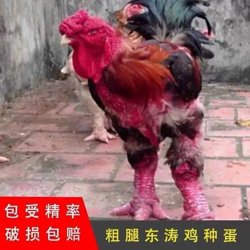 纯种巨型东涛鸡种蛋受精蛋可孵化东涛鸡受精蛋可孵化东涛鸡专用蛋,宠物/宠物食品及用品,宠物鸡,淘宝优惠券,粉丝福利购,淘宝优惠卷