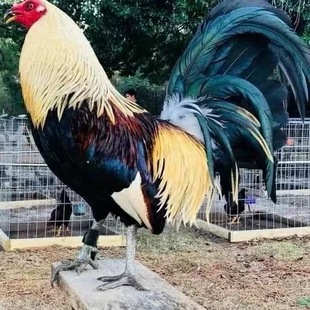 缅甸菲律宾斗鸡阿塞尔格斗之王受精蛋种蛋可孵化鸡蛋斗鸡种蛋孵化