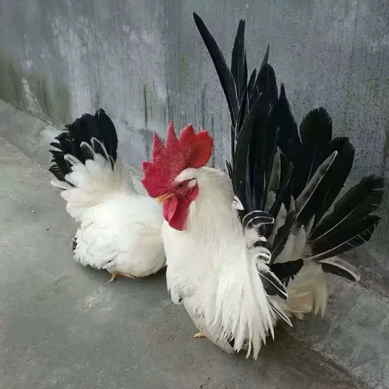 矮脚鸡种蛋白桂矮脚鸡受精蛋宠物鸡可孵化蛋包受精率观赏鸡可孵化