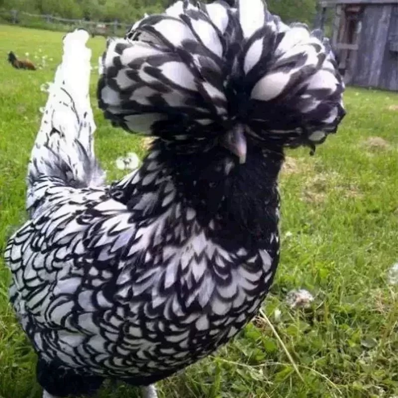 波兰小鸡可孵化帽子鸡种蛋白头翁受精率新鲜波澜红色观赏鸡受精卵