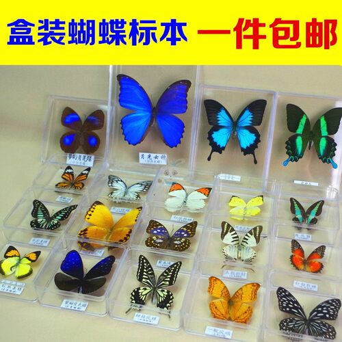透明展翅价格 透明展翅图片 星期三
