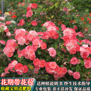 樱霞-爬藤月季花苗 庭院爬藤攀援植物藤本浓香型月季花卉盆栽