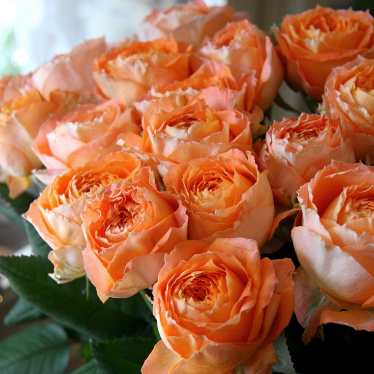 橙色浓香大花月季苗 浪漫橙色 庭院阳台四季开花观花花卉盆栽花苗