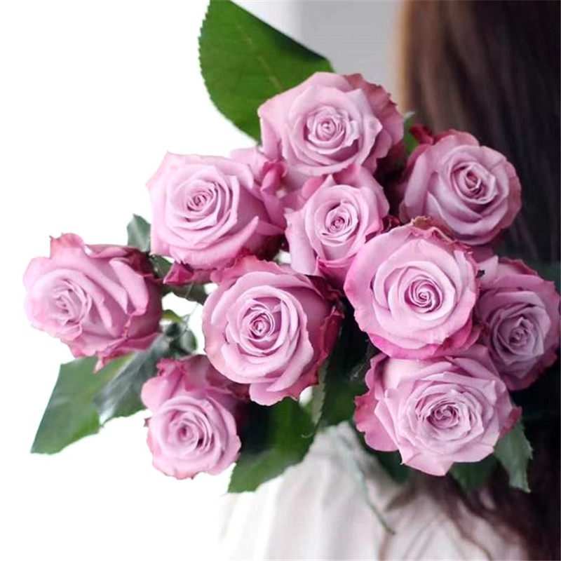 【紫皇后玫瑰花苗】浓香切花月季花苗灌木紫红观花植物花卉盆栽