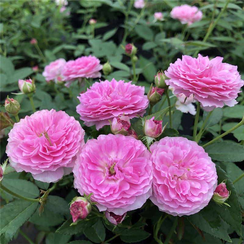 玛姬婶婶 庭院阳台蔷薇月季花苗 勤花多花微月灌木丰花浓香玫瑰花