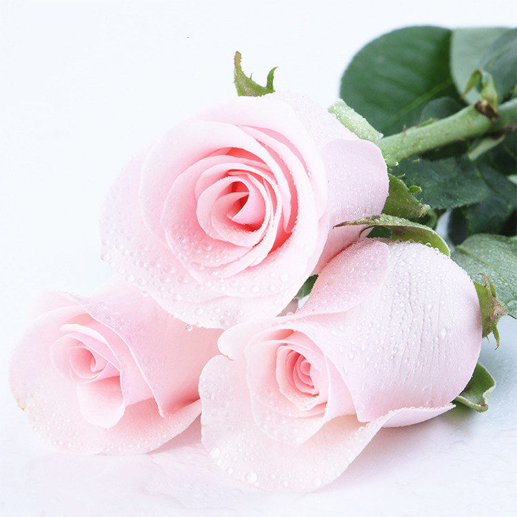【粉佳人玫瑰花苗】粉白大花浓香月季花卉观花绿植物室内阳台盆栽