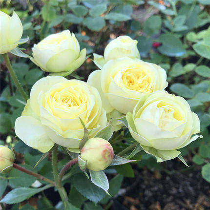 【奶油龙沙】爬藤月季苗藤本绿植玫瑰室内花卉盆栽蔷薇科观花植物