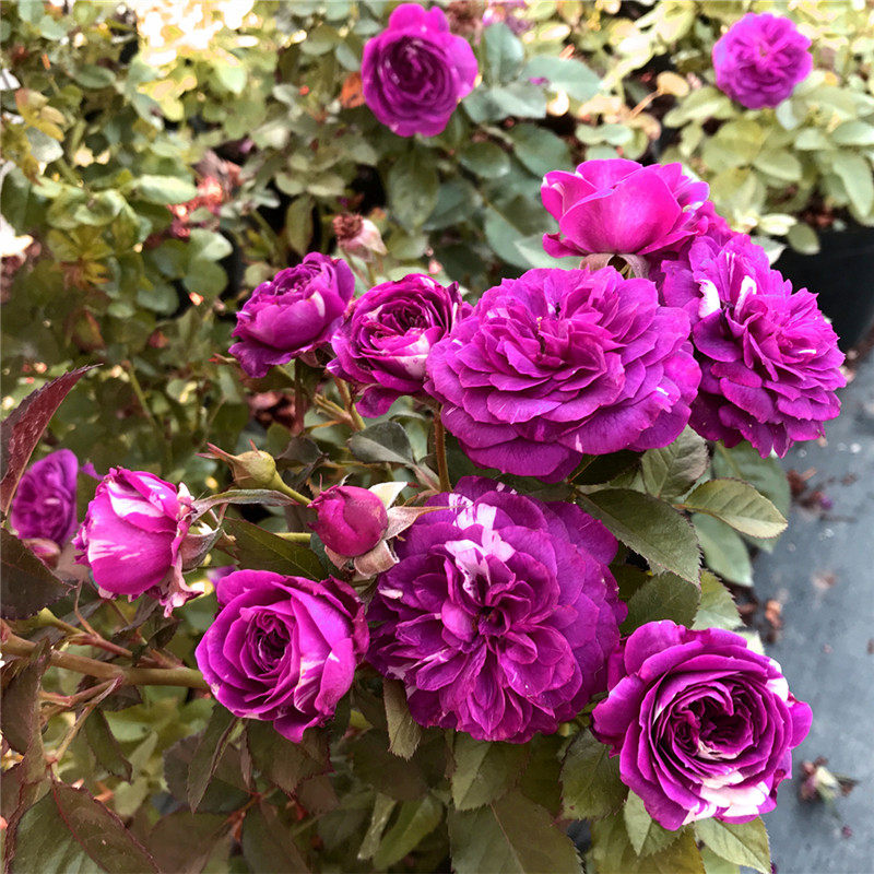 芳香宝石 日月盆栽芬芳宝石条纹微型月季花浓香多天四季开花玫瑰