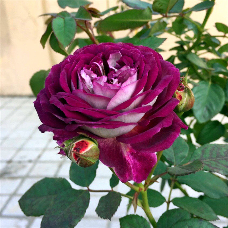 新品哈德斯菲尔德/合唱团月季花苗大花浓香灌木丰花院阳台盆栽