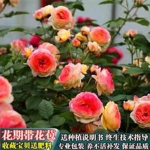 【詹森】藤本月季盆栽蔷薇花苗四季开花阳台庭院爬藤花卉