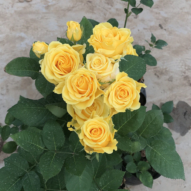 金香玉 黄色系玫瑰花苗带花苞花卉绿植物阳台盆栽大花浓香月季苗