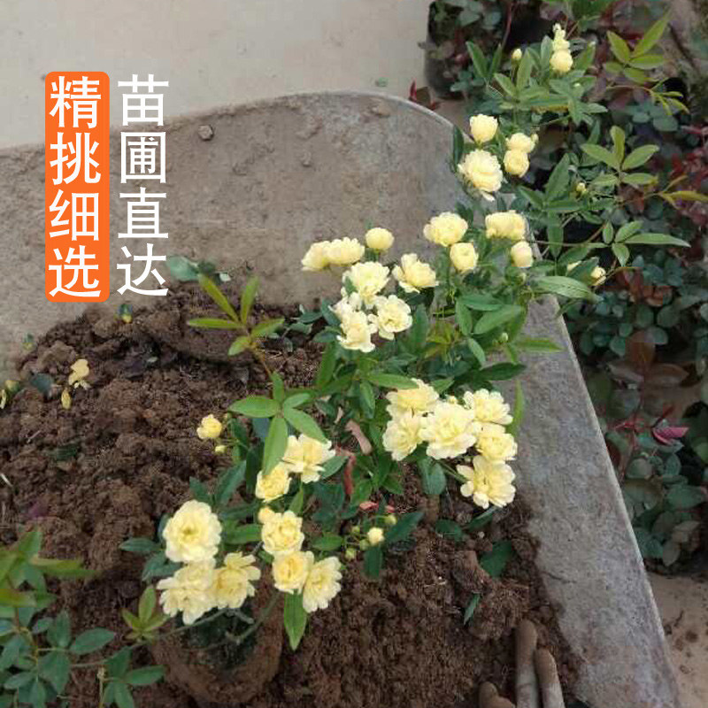 木香花苗七里香盆栽爬藤植物浓香甜蜜红木香四季开花庭院花卉藤本