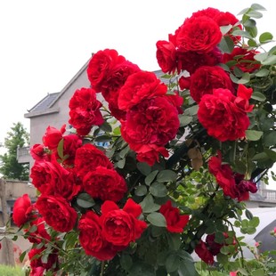 弗洛伦蒂娜 藤本月季花苗多季可藤可灌庭院阳台花卉