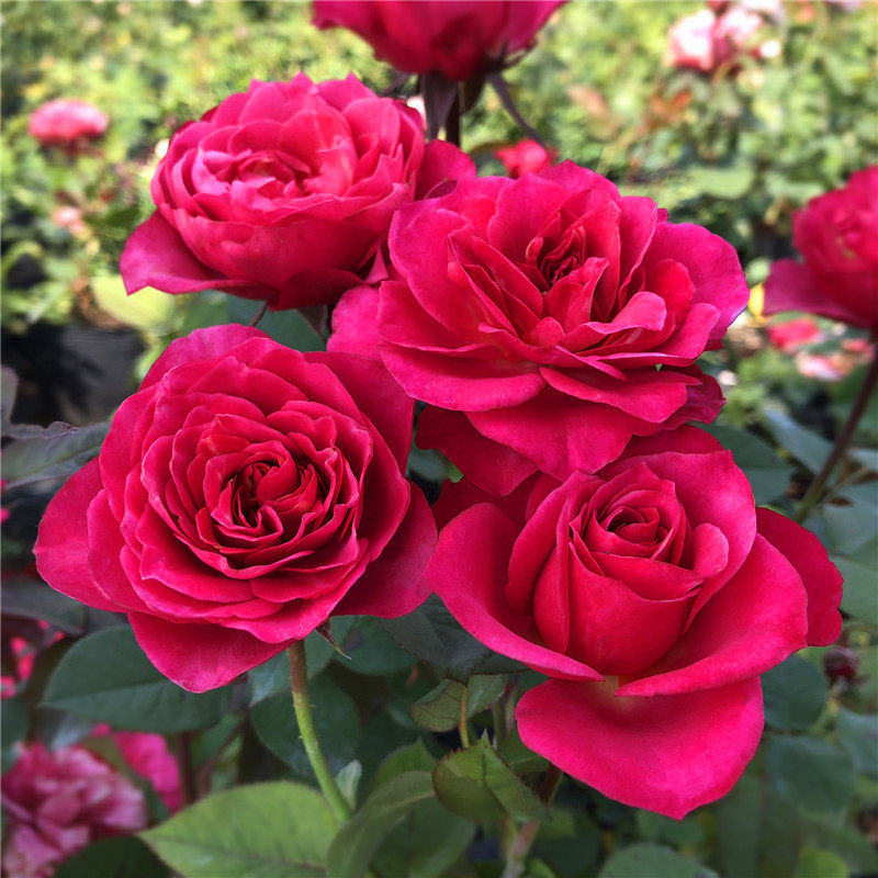 永远的马焦雷 月季花苗 四季开花 灌木切花月季 月季阳台绿植盆栽