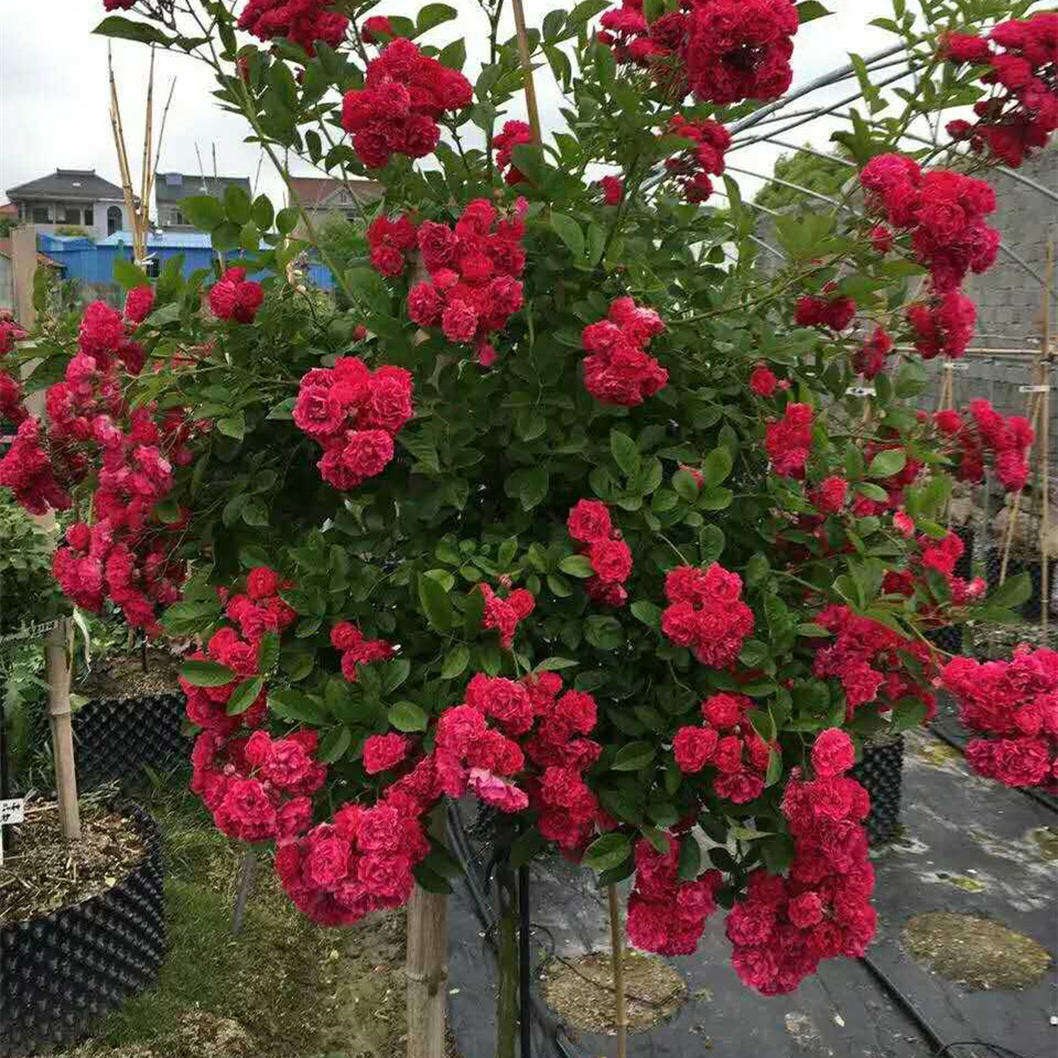 黄木香花苗爬藤植物浓香型红木香盆栽重瓣白木香蔷薇花苗带花大苗