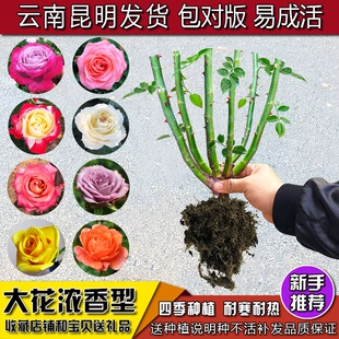 开花不断月季 特大花卉绿植物室内外盆栽易活阳台 玫瑰花苗老桩四季