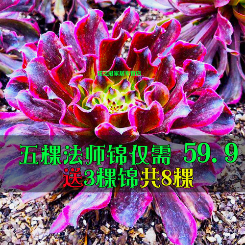 法师锦系列三圣三尊三仙水墨画美杜莎红颜黄白锦铜壶火凤凰孔雀锦