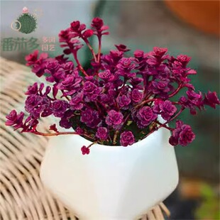 小球玫瑰锦老桩多肉植物花卉稀有品种精品绿植小植物肉肉清仓