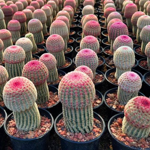 【蘑菇头红太阳】新款实生大棵仙人球会开花高端品种花卉