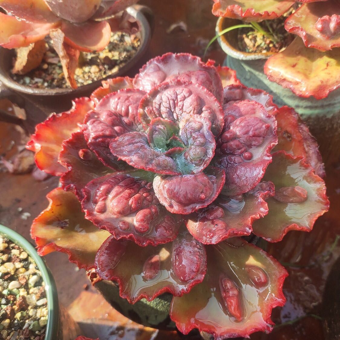 嘉年华包菜景天多肉植物多肉女王花笠 嘉年华