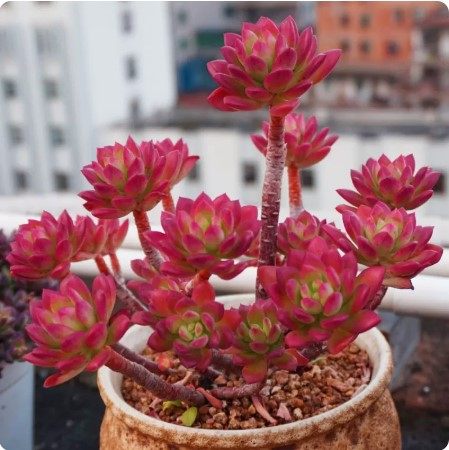 懒人植物好看红稚莲多肉
