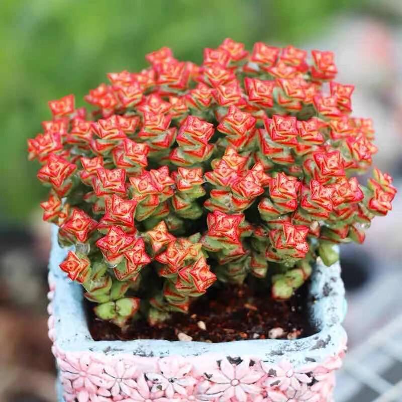 小米星多肉颜色状态好群生多头多肉植物 耐寒好度夏新手好养