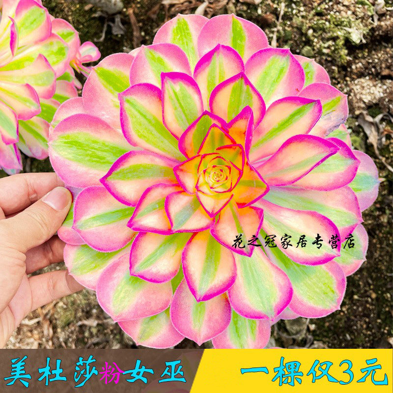 法师多肉美杜莎粉女巫倾城维纳斯烟花缀化超白铜壶锦植物老苗盆栽,鲜花速递/花卉仿真/绿植园艺,多肉植物,淘宝优惠券,粉丝福利购,淘宝优惠卷