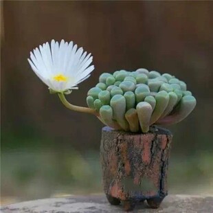 好养五十铃玉开花多肉植物稀有室内小盆栽群生多头花卉