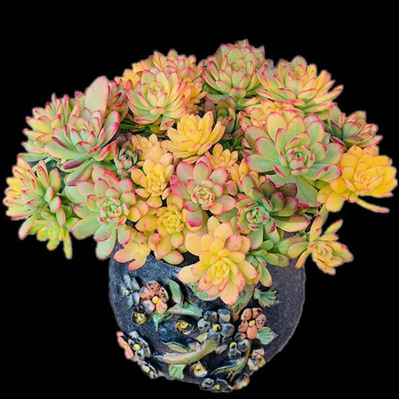 小叮当锦小铃铛锦多肉植物红稚莲锦老桩办公室内绿植小盆栽花卉