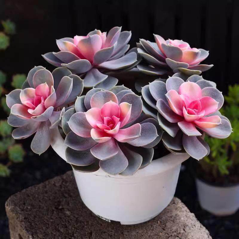 红心连锦多肉盆栽植物客厅绿植室内阳台新手懒人好养四季易活花卉