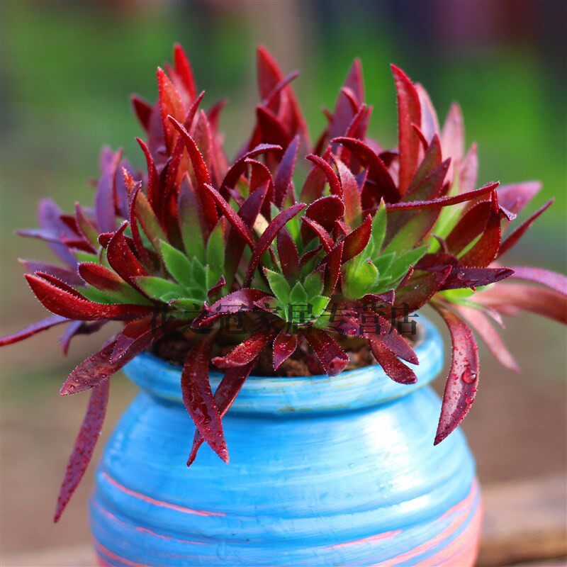 法师新三仙 火凤凰/红酒法师 室内多肉植物盆栽 一u物一拍超大缀