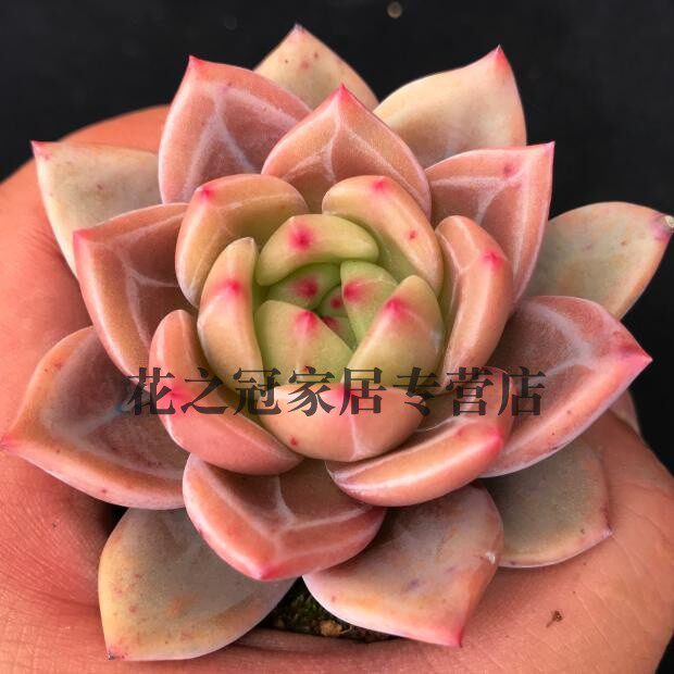 暗纹香槟粉厚叶多肉植物图片