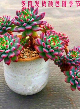 蓝苹果群生老桩多肉组合植物清仓多头大株超大阳台室内办公室盆栽