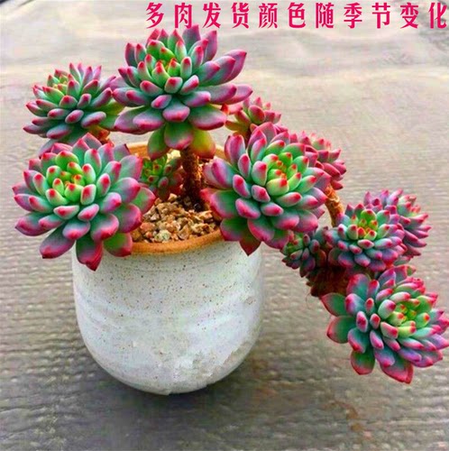 蓝苹果多肉组合植物盆栽