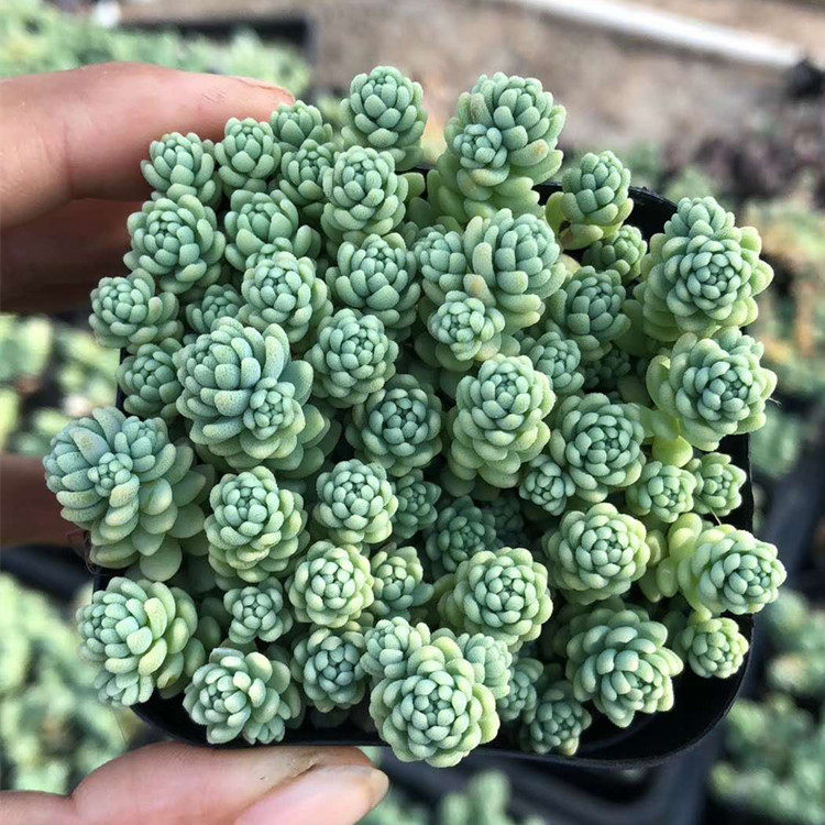 多肉植物 姬星美人 大姬星美人 旋叶姬星美人办公室绿植满盆超美,鲜花速递/花卉仿真/绿植园艺,多肉植物,淘宝优惠券,粉丝福利购,淘宝优惠卷