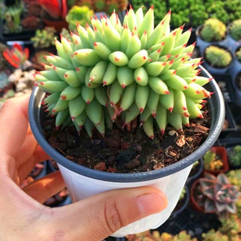 虎鲸多肉带龙头多肉植物黄金玛利亚缀化多沫园艺盆栽韩国进口贵货