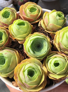 山地玫瑰多肉老桩一物一拍粉耶罗黄金鸡蛋翡翠球系列群生套餐花篮