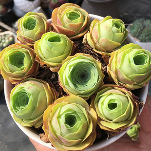 山地玫瑰多肉老桩一物一拍粉耶罗黄金鸡蛋翡翠球系列群生发货绿色