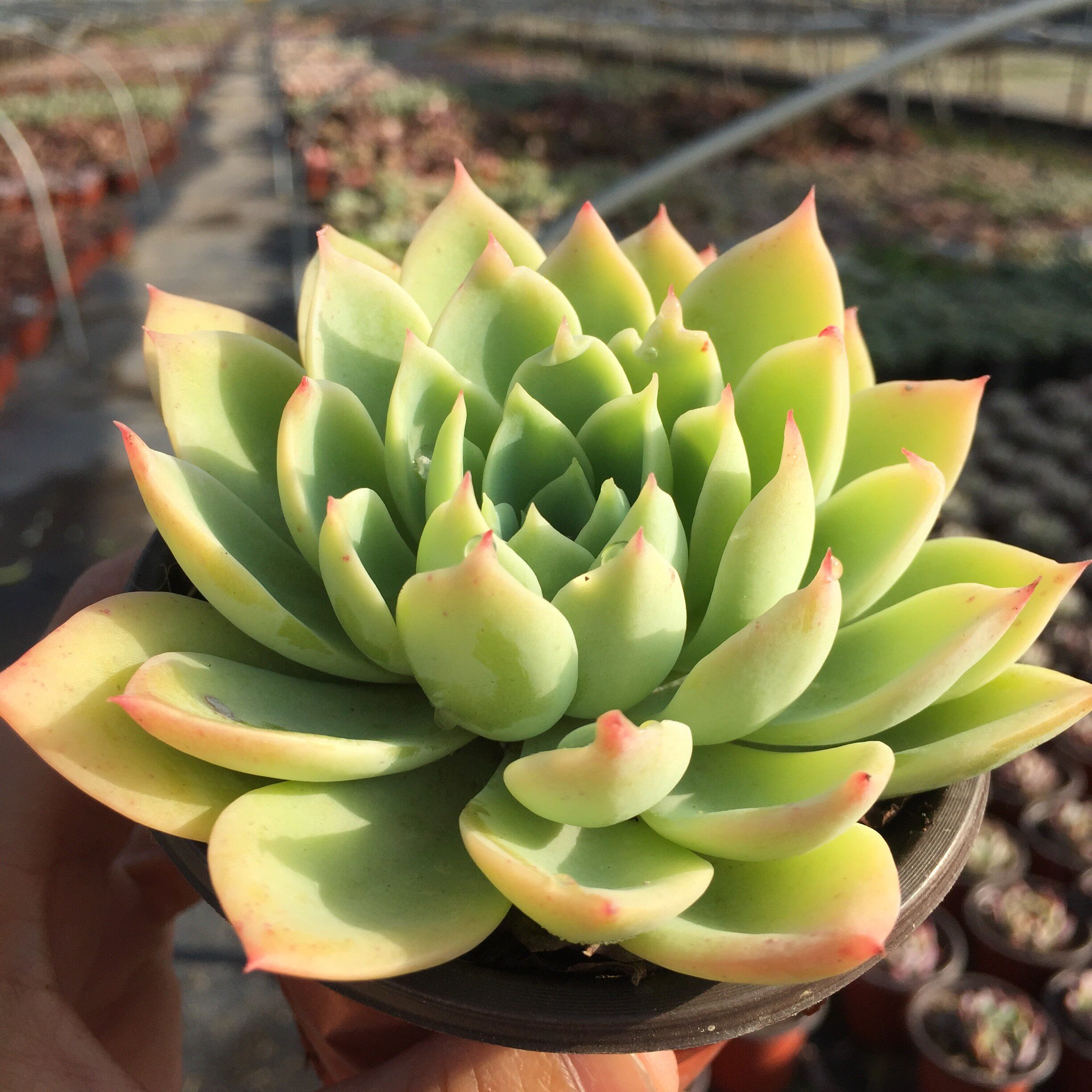 三色堇 巨型群生多肉植物云南多彩萌肉园艺1棵包邮绿植盆栽