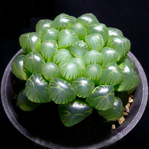 桌面多肉植物稀有品种组合花卉