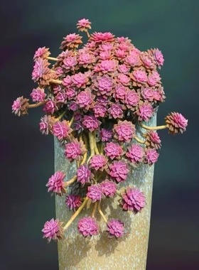 多肉植物阿伦培耐旱耐冻容易爆芽阳台办公桌新款花卉盆栽基地热卖