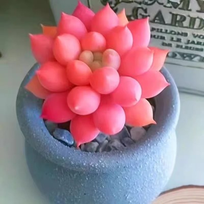 红蜻蜓所罗门群生多肉植物肉肉组合贵货盆栽办公桌面阳台