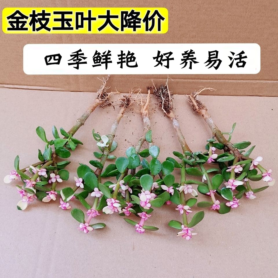 金枝玉叶盆栽多肉植物雅乐之舞老桩室内花卉办公室 鲜花速递/花卉仿真/绿植园艺 多肉植物 原图主图