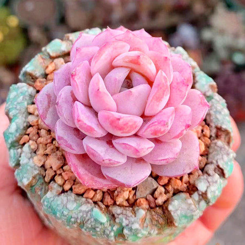 多肉植物 恩宠精品杂交糖心云南基地直发花卉盆栽