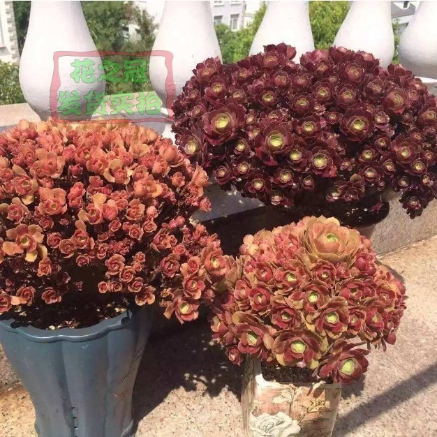 玫瑰邵羞缀化欧紫万圣节黑法师绿羊绒小叶香炉盘缀化朵朵缀
