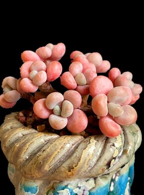 洛神群生老桩多肉杂交品种紫色粉色系多肉植物窗台楼顶绿植大盆栽