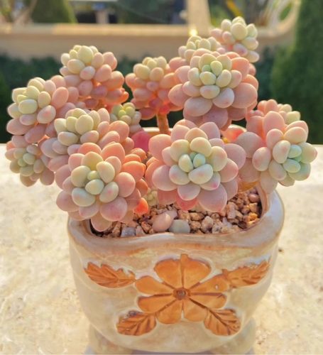 洛可可群生多头多肉植物盆栽肉肉新手植物办公室创意绿植