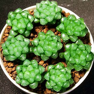 玉露多肉植物十二卷姬玉露冰灯草玉露办公盆栽懒人新手好养植物