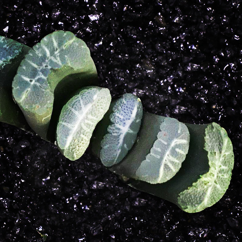 丸贝 玉扇多肉植物白玉窗玉扇十二卷12卷肉肉植物盆栽一物一拍